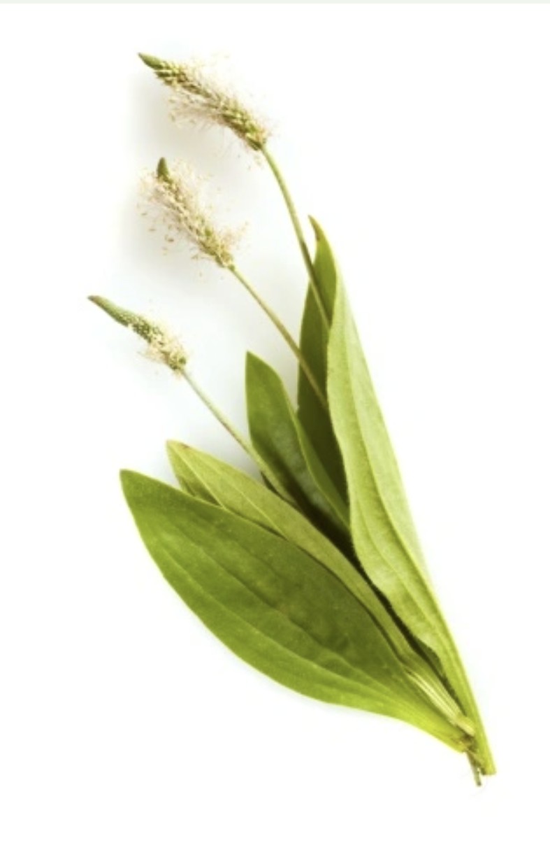 Herbár bylín
